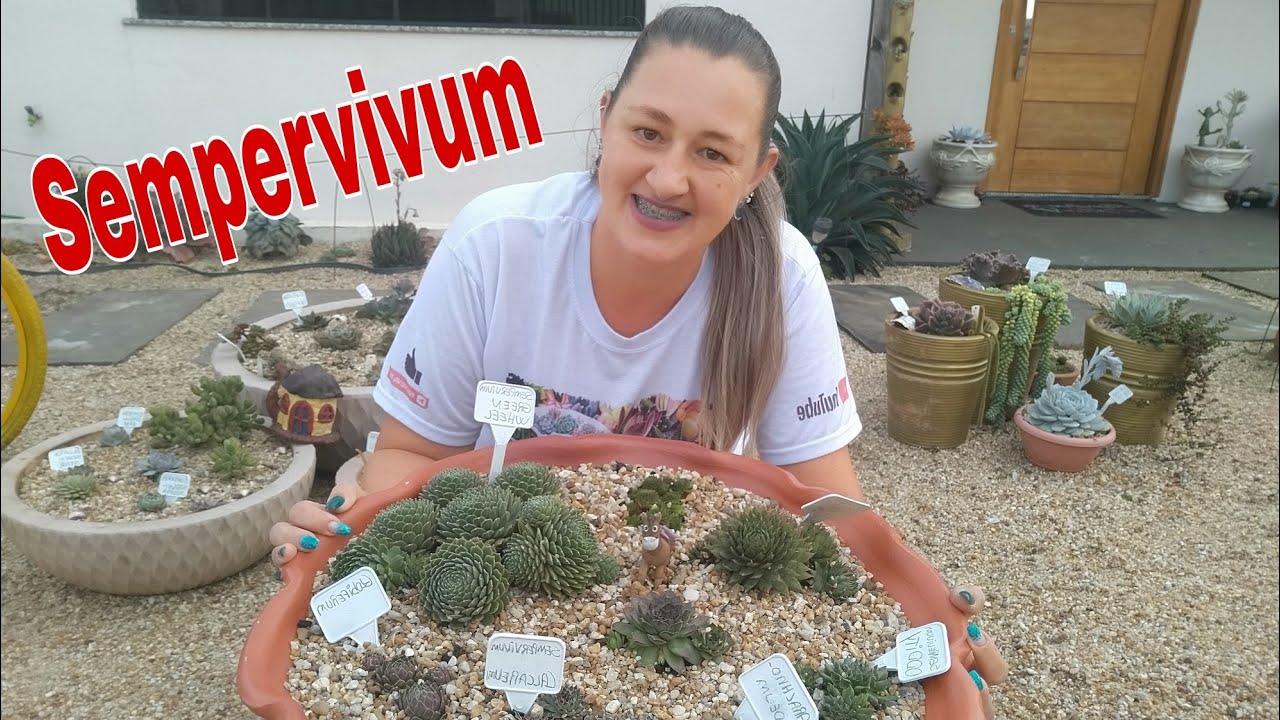 Minha Coleção de Sempervivum... Replante, Vaso novo...