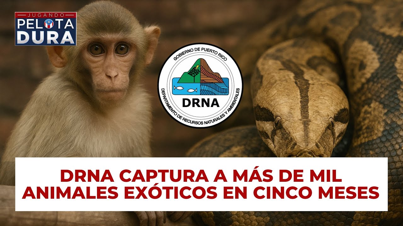 DRNA captura a más de mil animales exóticos en cinco meses.