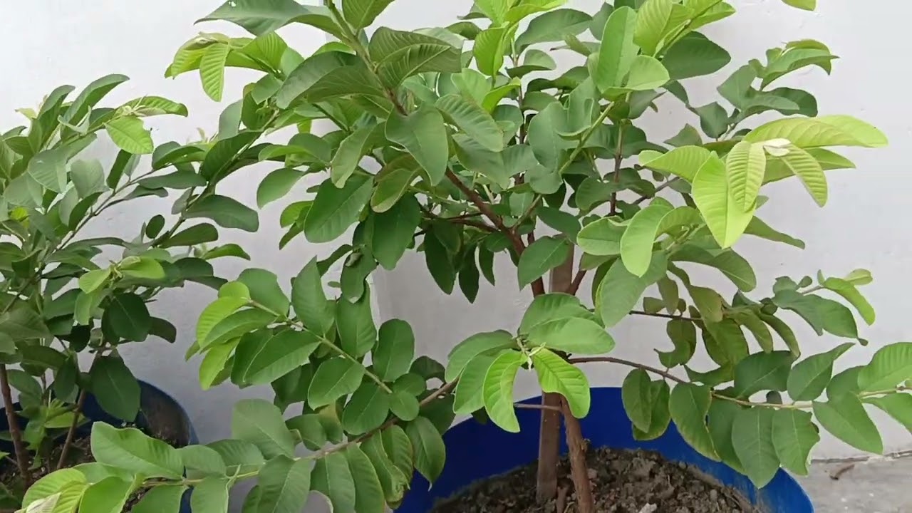 जो सब्जी बनाती हैं अपने छत की बनाते हैं