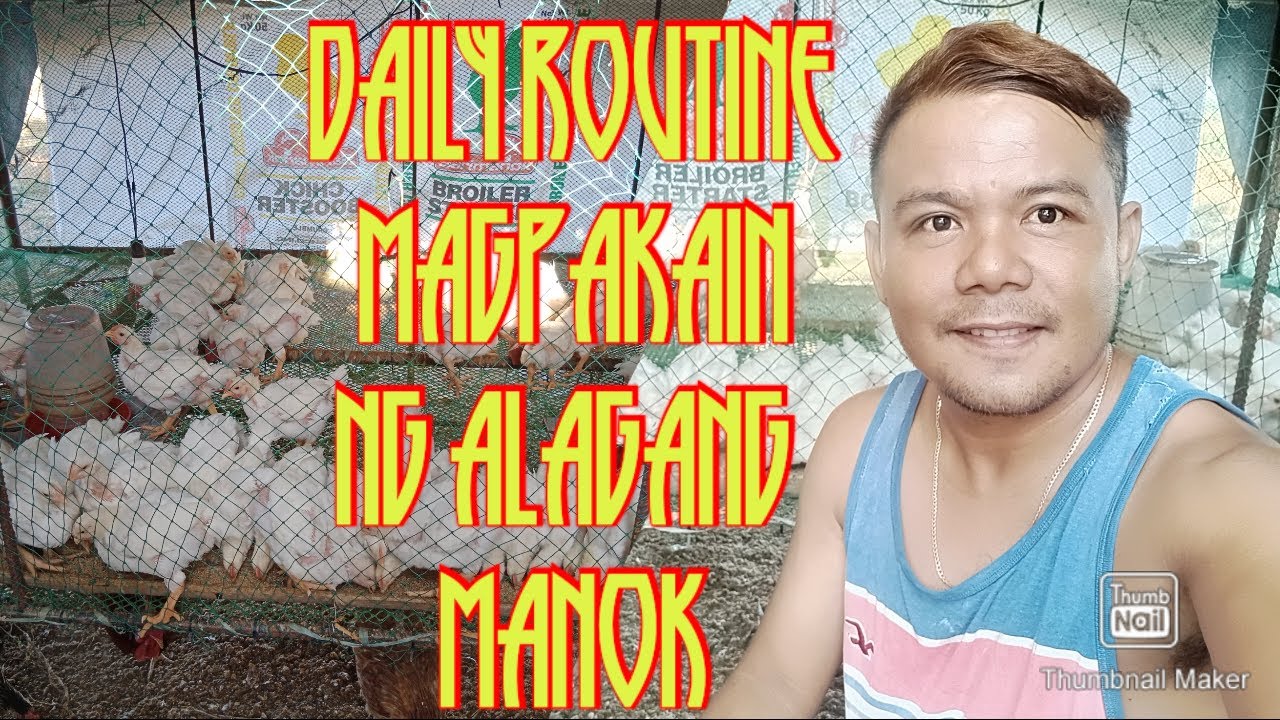 Daily routine Magpakain Ng alagang manok