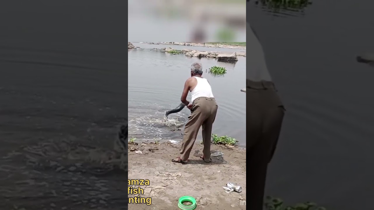 #amazing #best #snakehead fish catching marrel fish #karnataka river #fishing #snakeheadfish #hamza