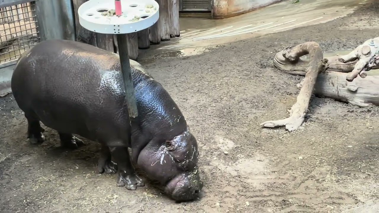 Toronto Zoo