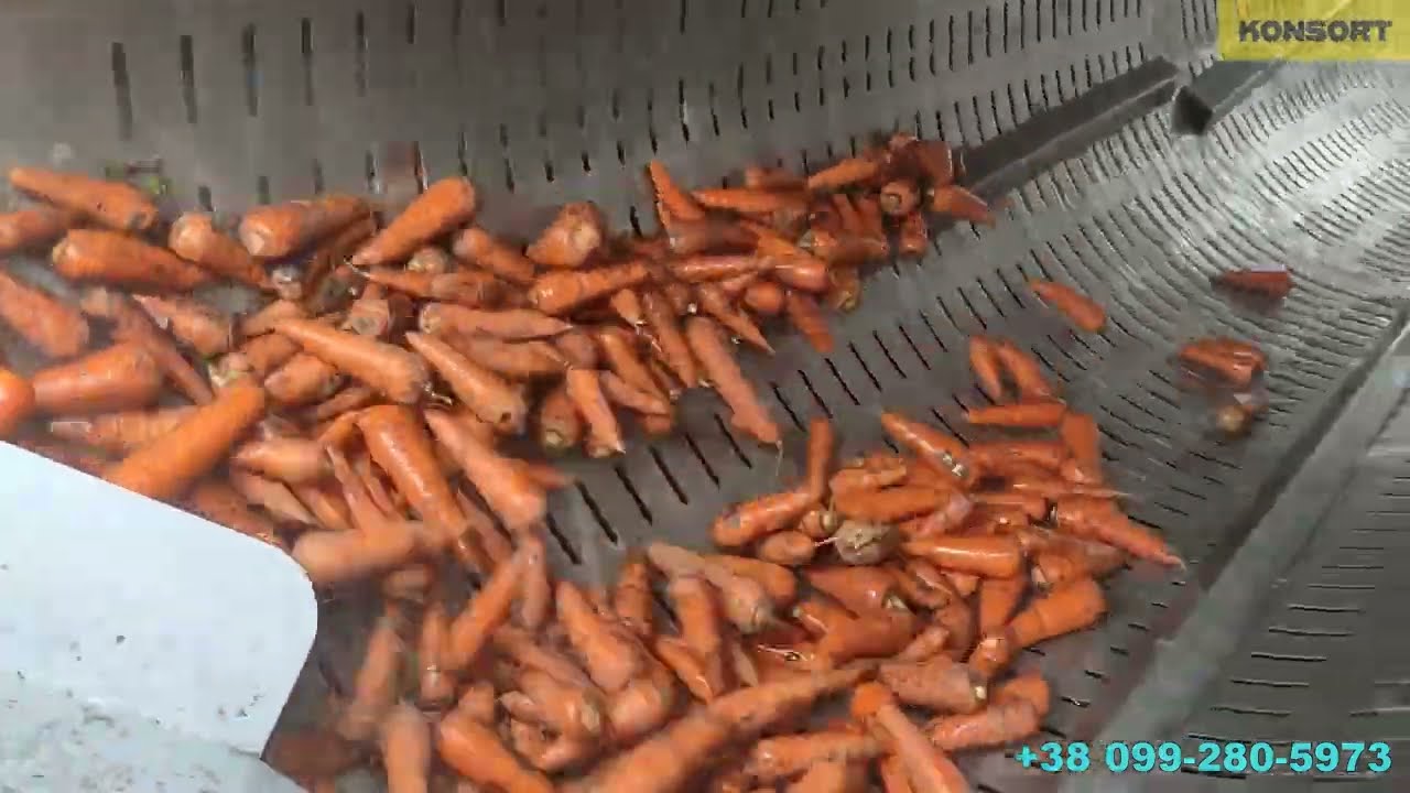 Лінія переробки моркви - мийка, сушка, сортування овочів/ Carrot processing line