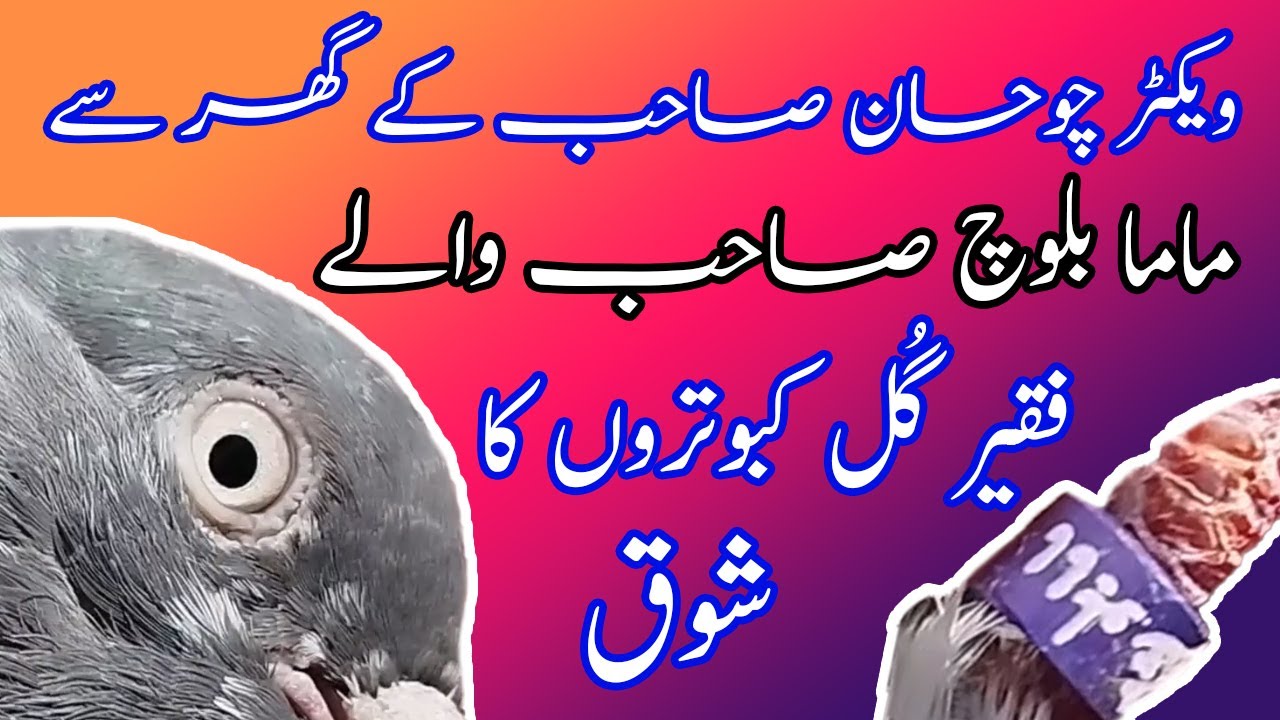 Mama Baloch Sahab waly Faqeer Gul Kabootar || Asli Faqeer Gul Kabootar