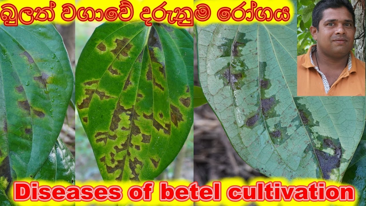 බුලත් වගාව රෝග Diseases of betel cultivation bulath wagawa roga Betel cultivation sril anka