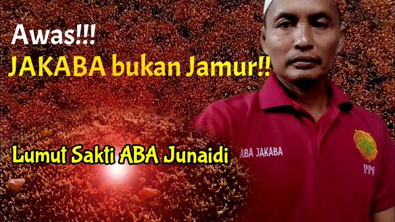 Jakaba: Bukan jamur!!! tapi Lumut sakti Aba Junaidi