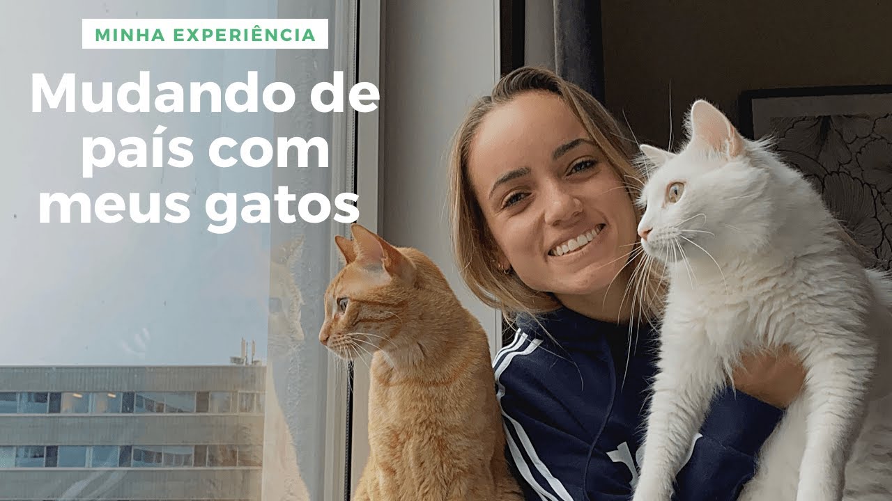 Viagem internacional com gatos | Brasil 🛫 Noruega