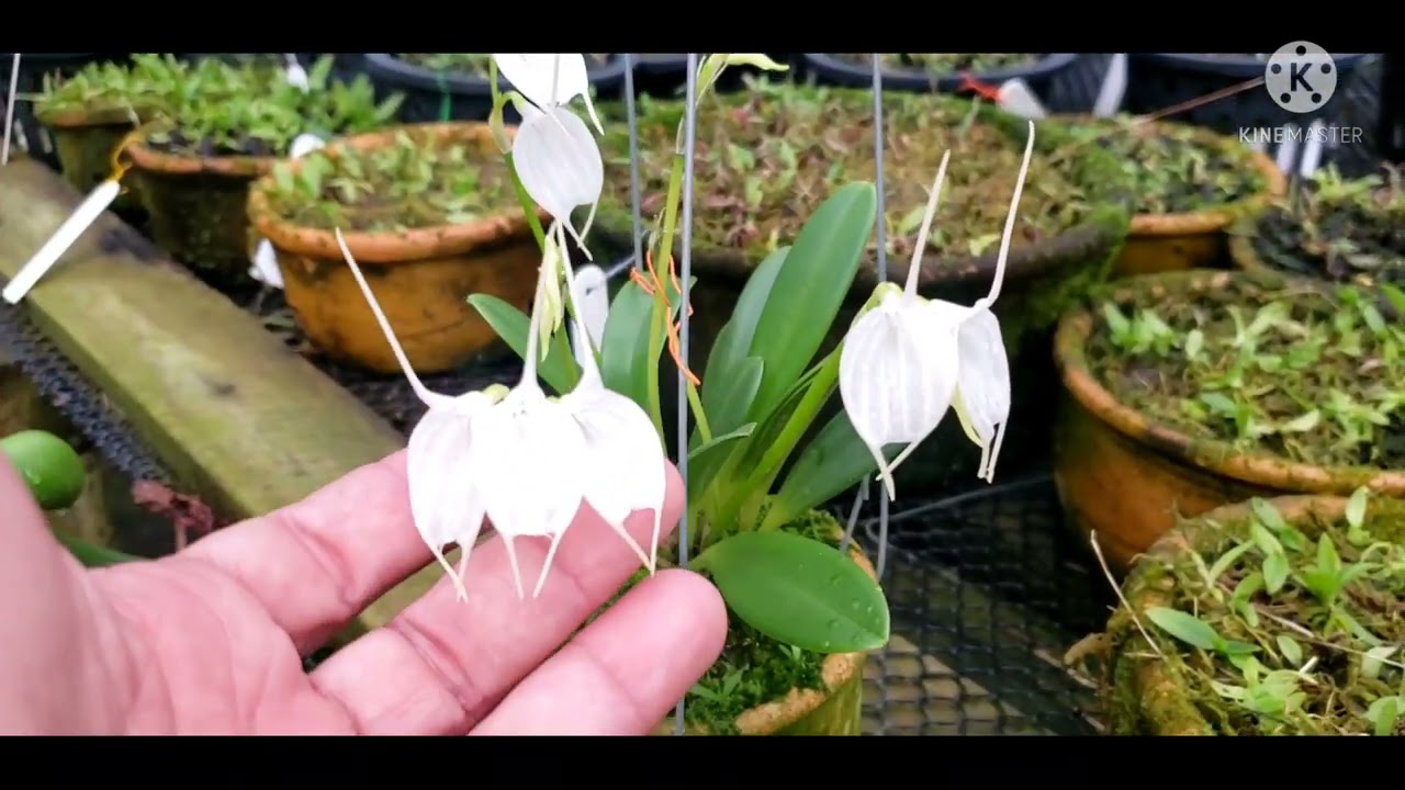 Orquídeas especiais na AWZ