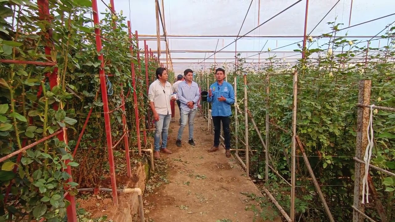 Control preventivo y efectivo de TRIPS con el programa BAYER, en Rosas de exportación.