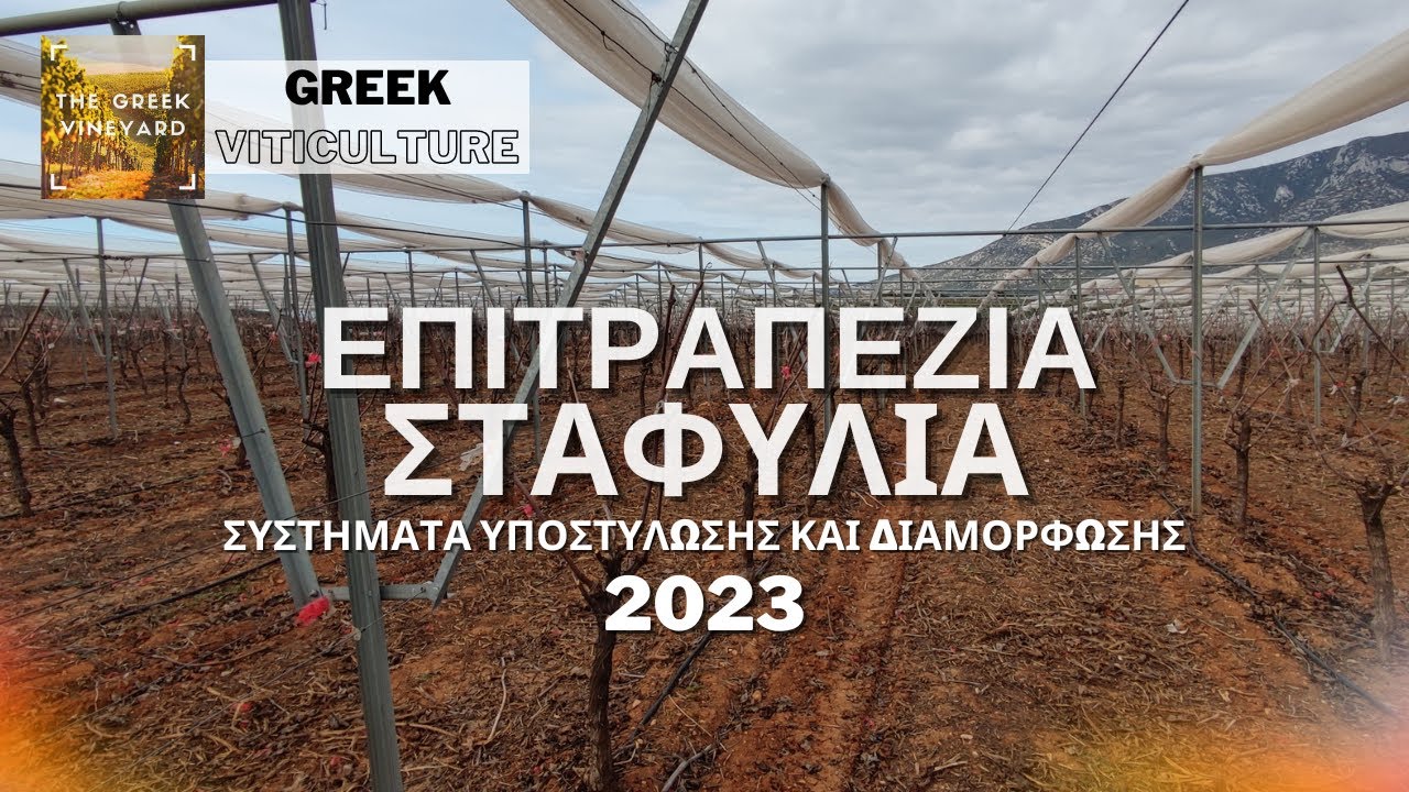 #Επιτραπέζιο_Σταφύλι | #Συστήματα_Υποστύλωσης & Διαμόρφωσης (2023)