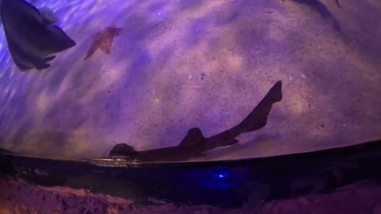 ACUARIO SEANDLAND, TIBURÓN CORNUDO.