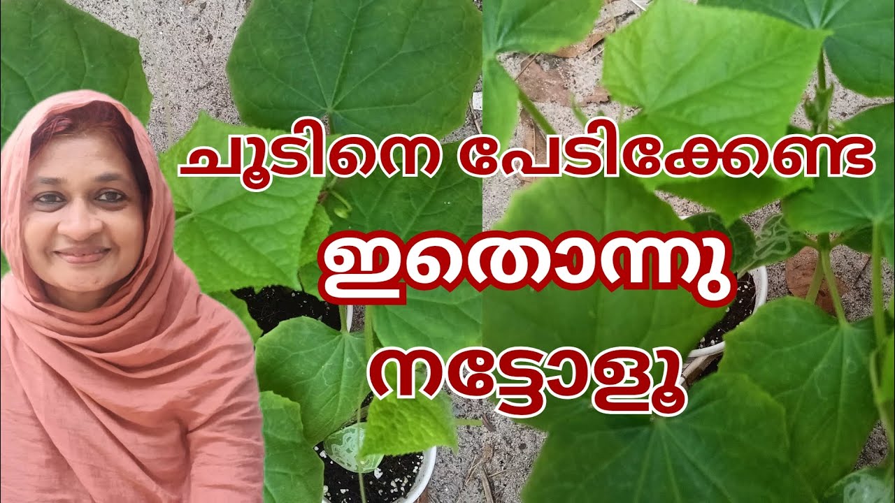 ചൂട് കാലം വരുന്നു, സാലഡ് cucumber നടാം🥒| Beginner friendly വെള്ളരി കൃഷി| #viralvideo
