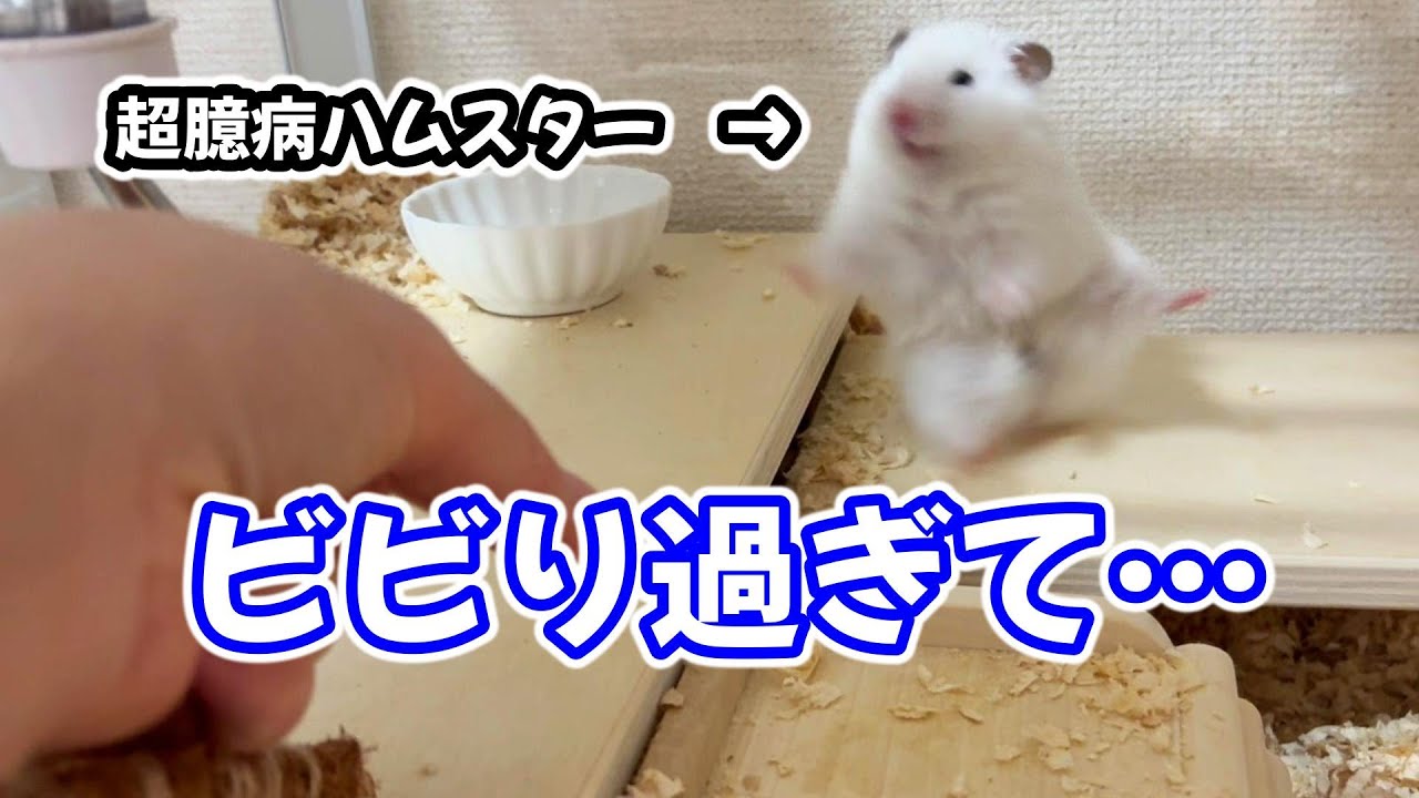 【超臆病ハムスター】お迎え11ヶ月でもこの有様