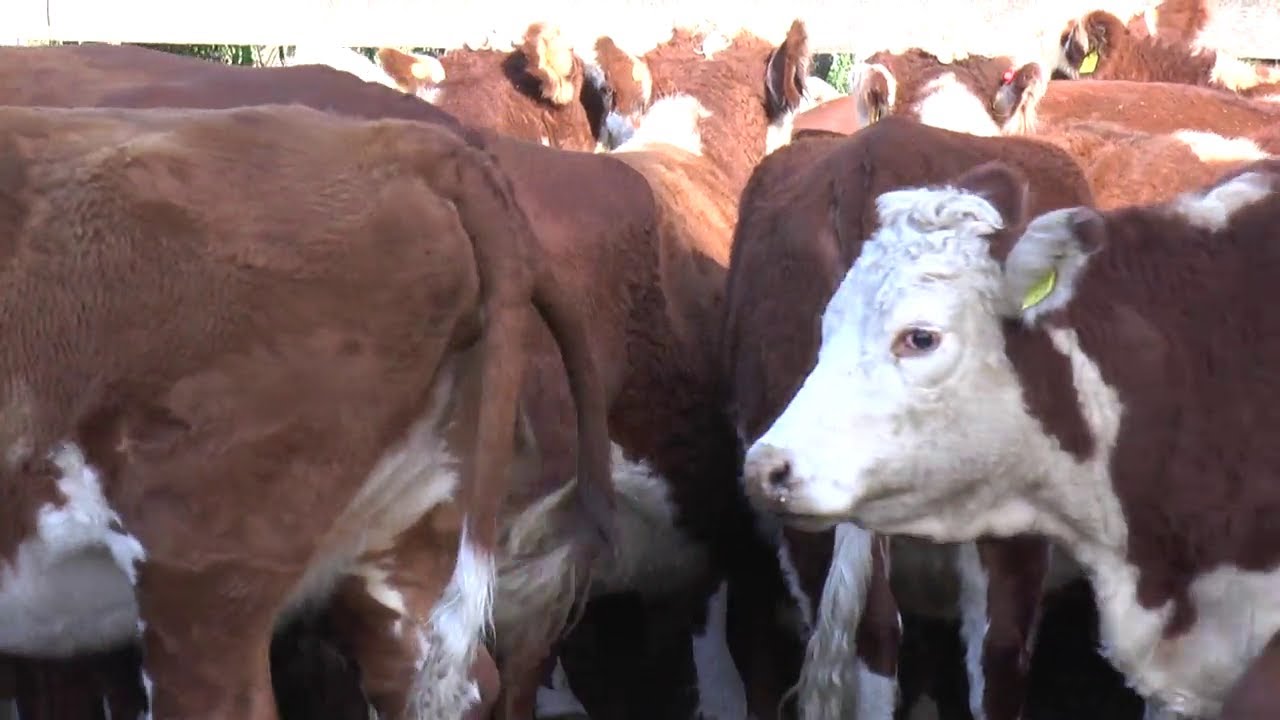 Evaluación de condición corporal en vacas de cría