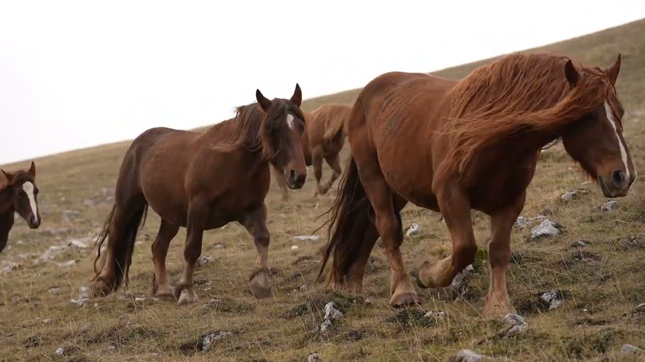 Demonticare nel 2025: da Campo Imperatore all'Aquila a piedi, come una volta