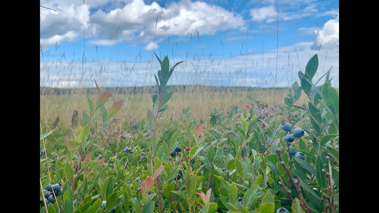 Blueberry fields in Maine