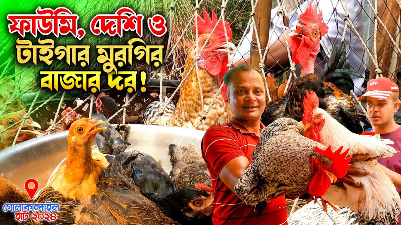 দেশি মোরগ ও মুরগি, ফাউমি মুরগি এবং টার্কি মুরগির বাজার দর! গোলাকান্দাইল হাট ২০২৪! খামারের কথা