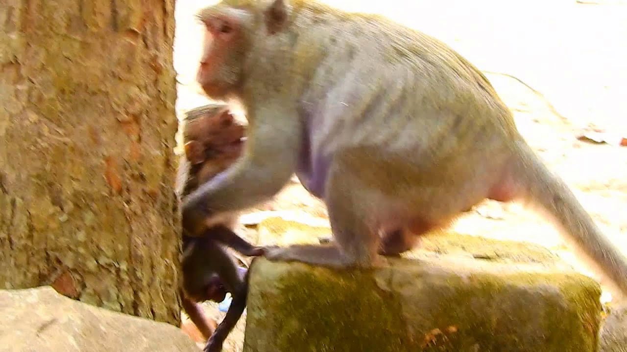 Jane leave Janna alone, Janna walk so hard follow mom till fall down, Monkey Janna crying