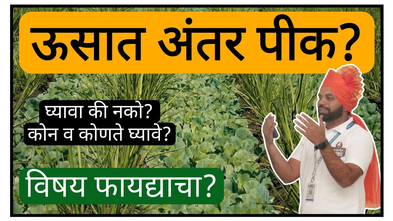 ऊस पिकात अंतर पीक घ्यावे की नको? कोन घ्यावे? घेणार असेल तर कोणते घ्यावे? #ऊस #sugarcane #ganna #oos 