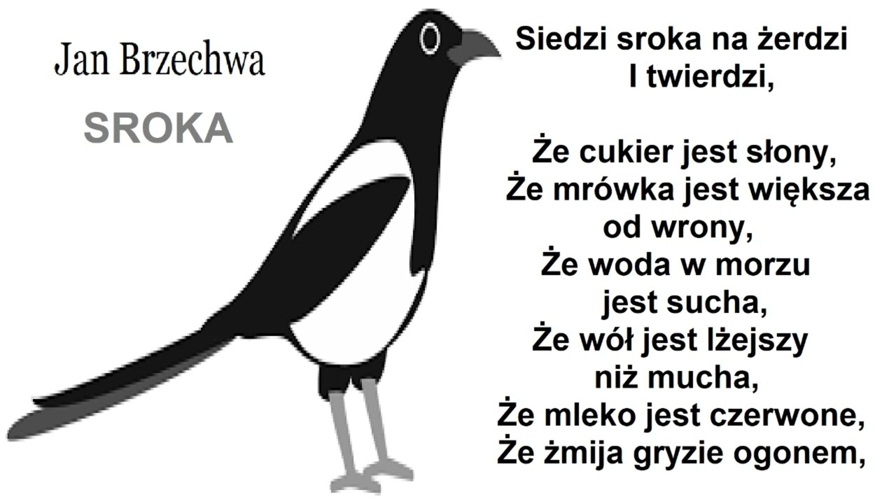 Sroka 🎧 Jan Brzechwa 🎧 wiersze czytane dla dzieci 🎧 audiobook 🎧 bajki do słuchania