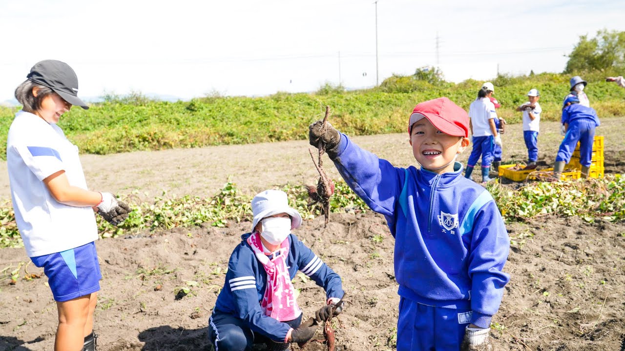 Sweet potato harvest in Odate, Akita