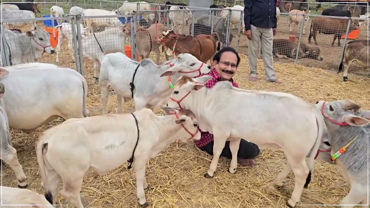 Visitors Love Nadipathy Cattle | World's Shortest 1-2 Feet Short Cows  