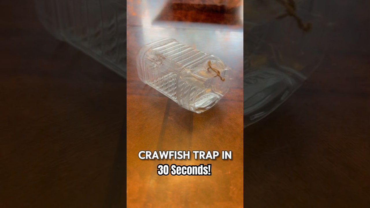How To Make A Crawfish Trap In 30 Seconds - #crawfish #crayfish #nature #howto #fyp
