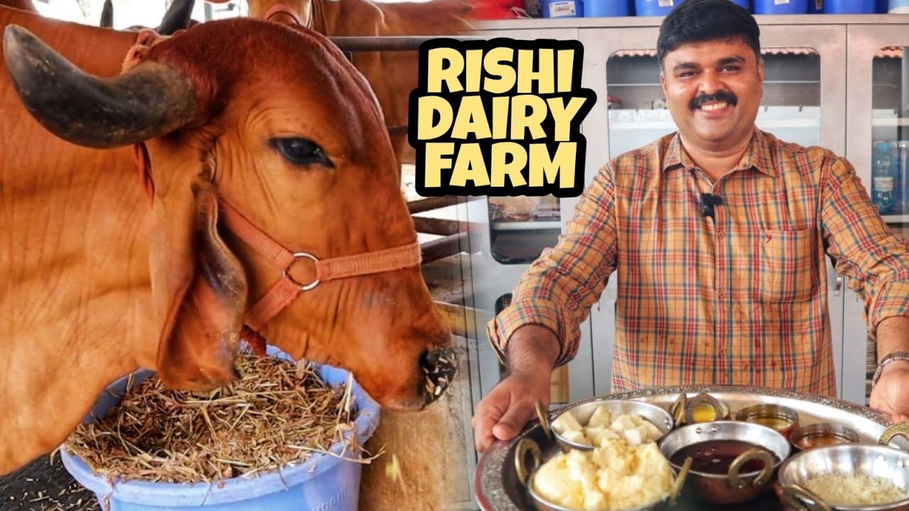 A2 நாட்டு மாடு நெய் என்ன விலை தெரியுமா? | A day at Gir and Sahiwal cow farm