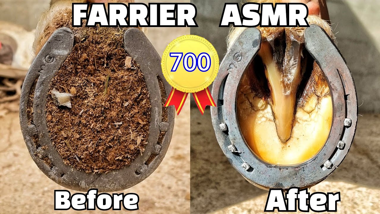 ASMR / Farrier Horse Hoof Horseshoeing Restoration -Satisfying