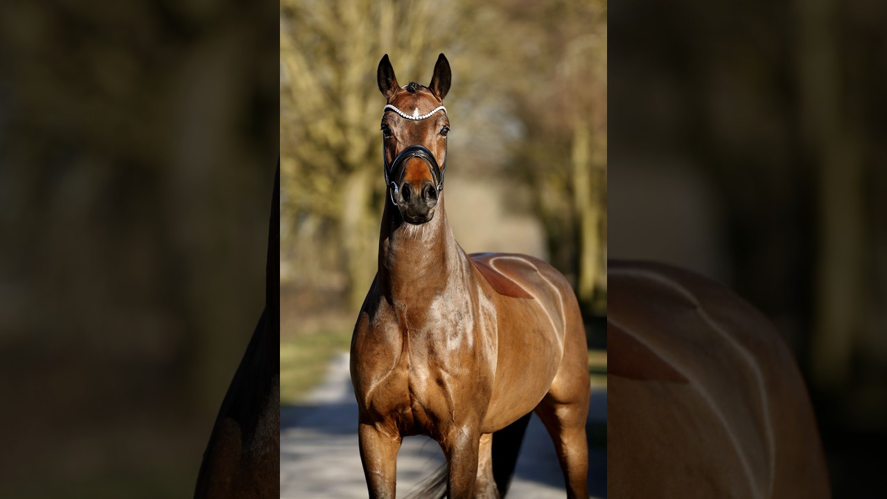 Elliot 4yo gelding by Escolar out of Sir Donnerhall