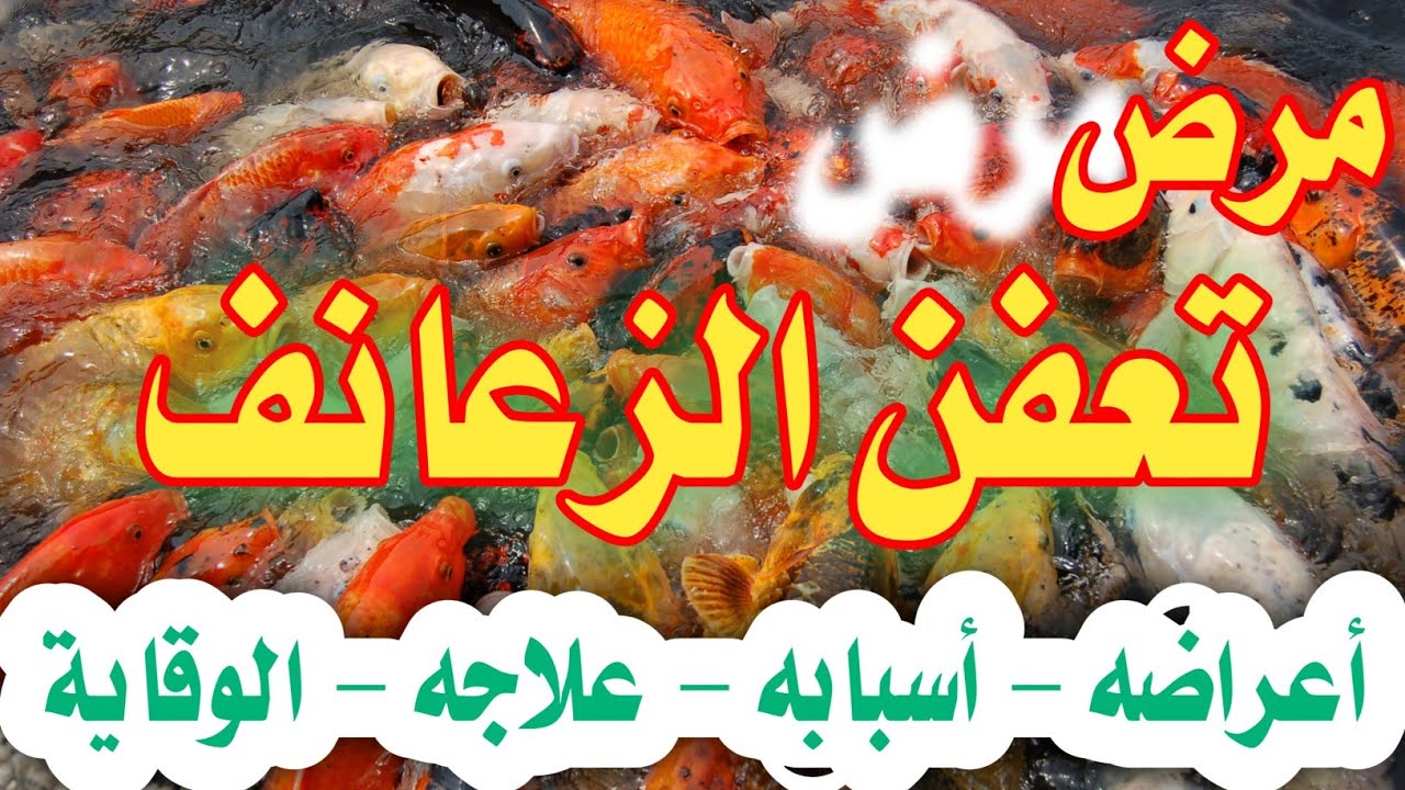 تعفن الزعانف أو مايعرف بتأكل الزعانف | وعلاجه