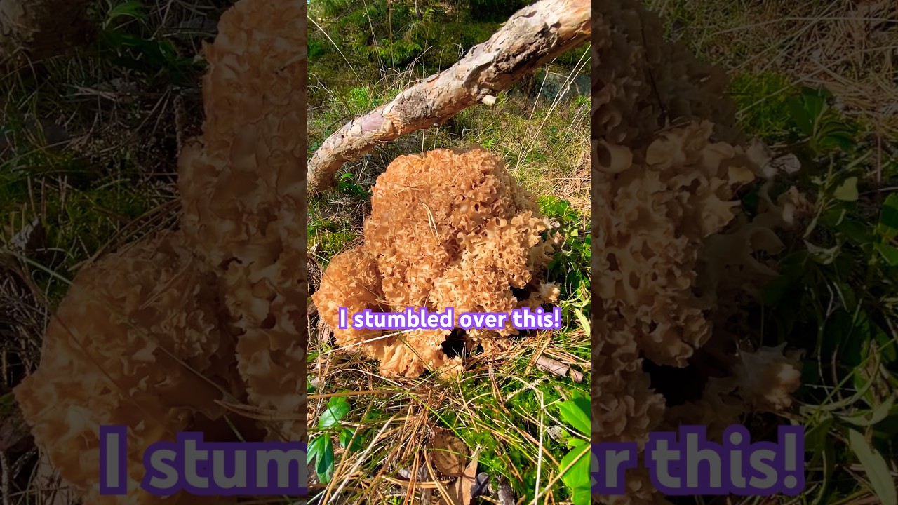This just happens every decade 😳 #sopp #mushroom #sopptember #blomk&aring;lsopp #sweden #foraging #sanke