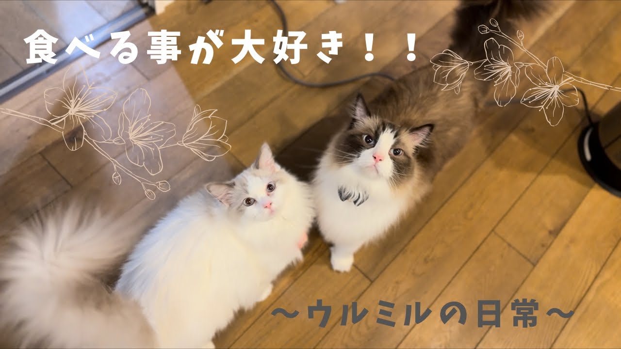 食べる事が大好き！！ウルミルの日常