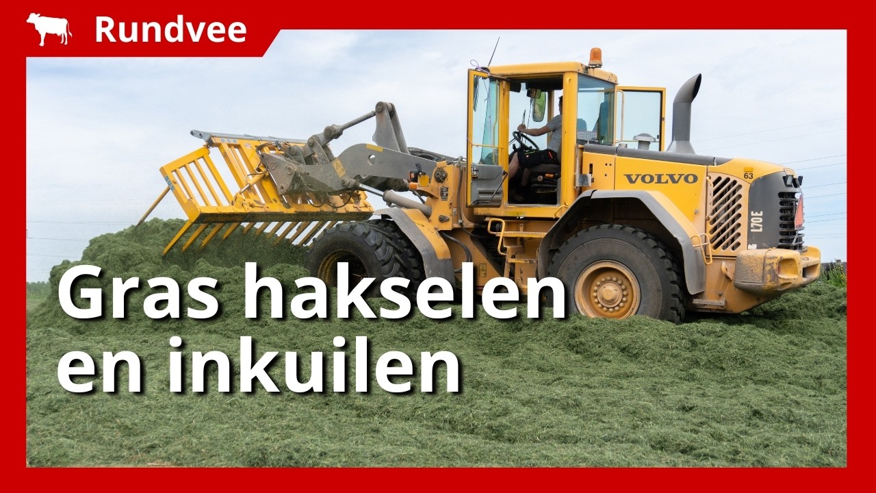 70 hectare gras inkuilen voor het slechte weer