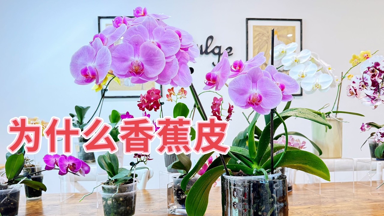 【24058】养蝴蝶兰，我什么非用香蕉皮，我最喜欢这么用【静姐说花】有字幕