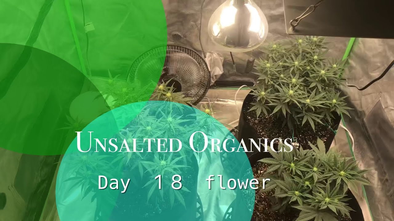 Day 18 flower. Growing organic cannabis under the LEDtonic Q7 grow series
