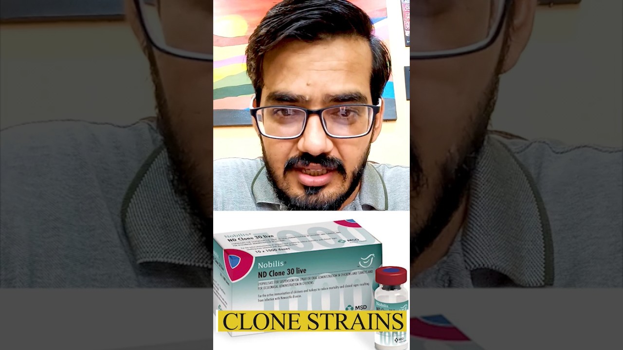 ND Lasota vs ND Clone Vaccine | Which is Better? #chicken #poultry #pigeon #parrot #hen #Aseel