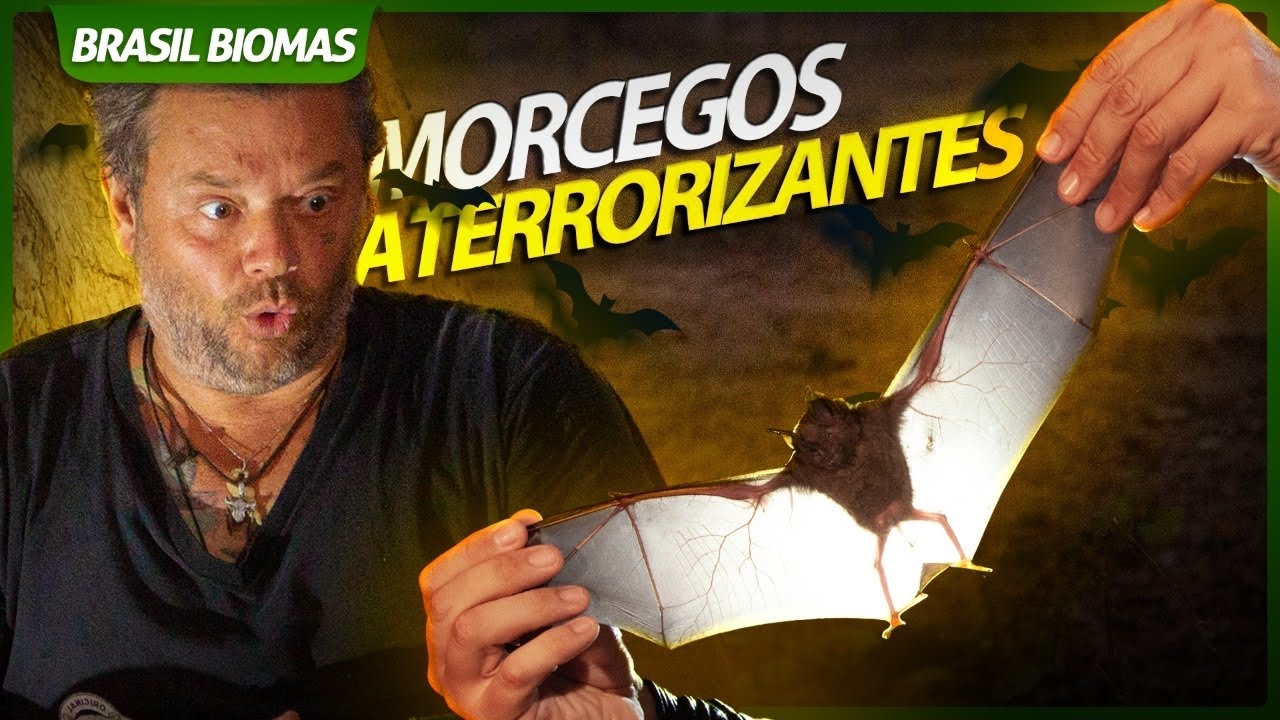 OS MORCEGOS GIGANTES DO PANTANAL! | BRASIL BIOMAS