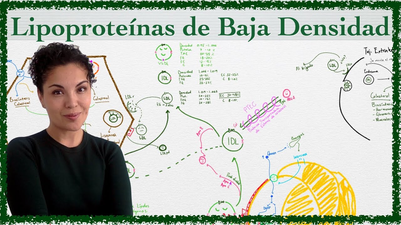 Metabolismo de las Lipotroteinas Baja Densidad