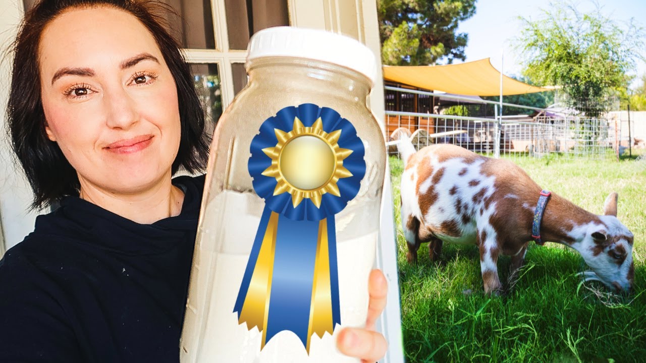 Did our HARD WORK pay off? (milking star awards for our little backyard goats)