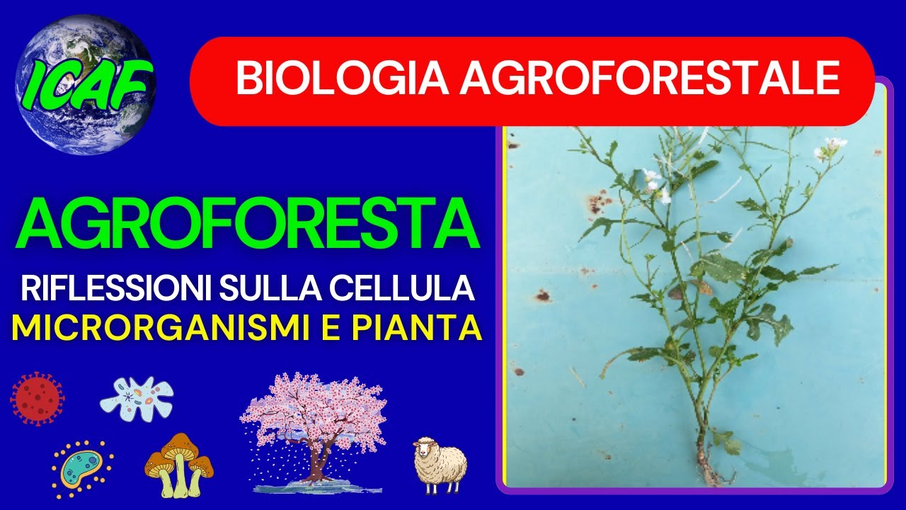 ICAF - Agroforesta - Microrganismi e pianta