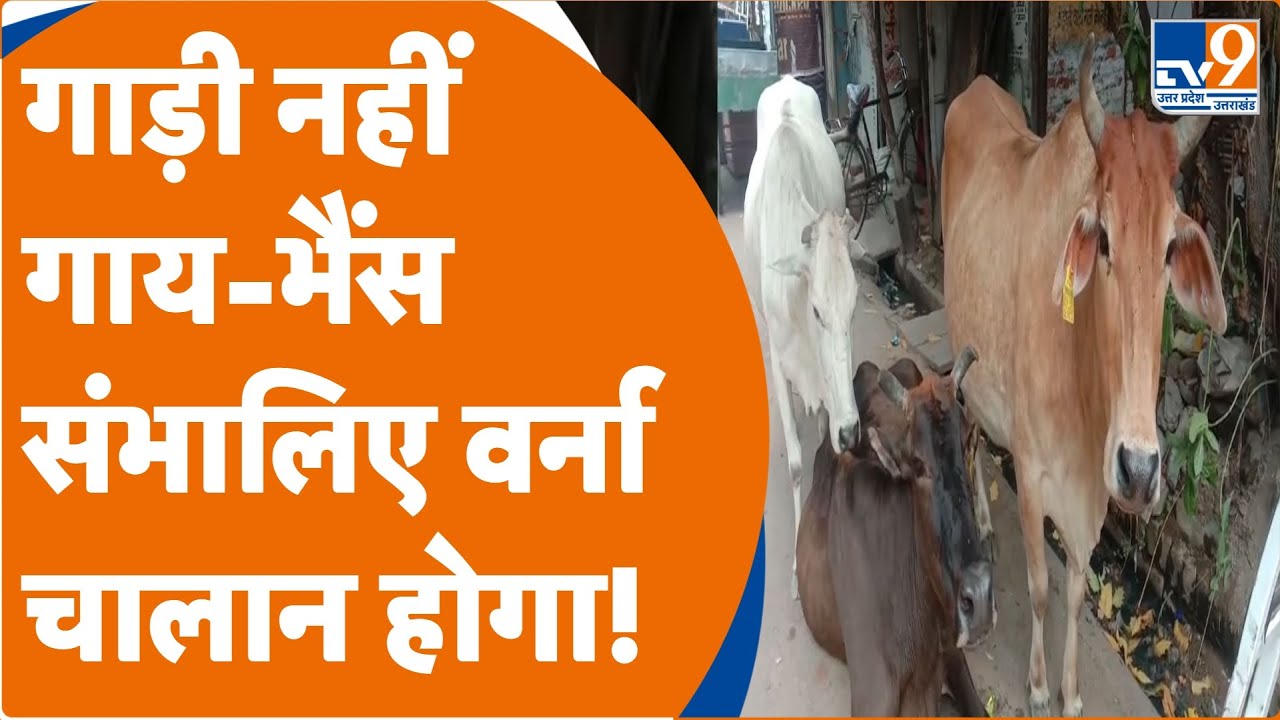 अपनी गाय-भैंसों को संभालिए नहीं तो भरना पड़ जाएगा चालान! : Kanpur।  Municipal Corporation।Challan।