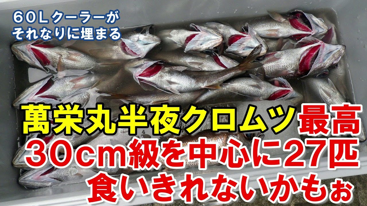 2戦連続で自己最多釣行!!　尺級中心にクロムツ27匹＆自己最大も38センチに更新～落下中サバガチャ＆タナでもう一度ガチャ～(2022.11.19 内房勝山港・萬栄丸 半夜クロムツ))