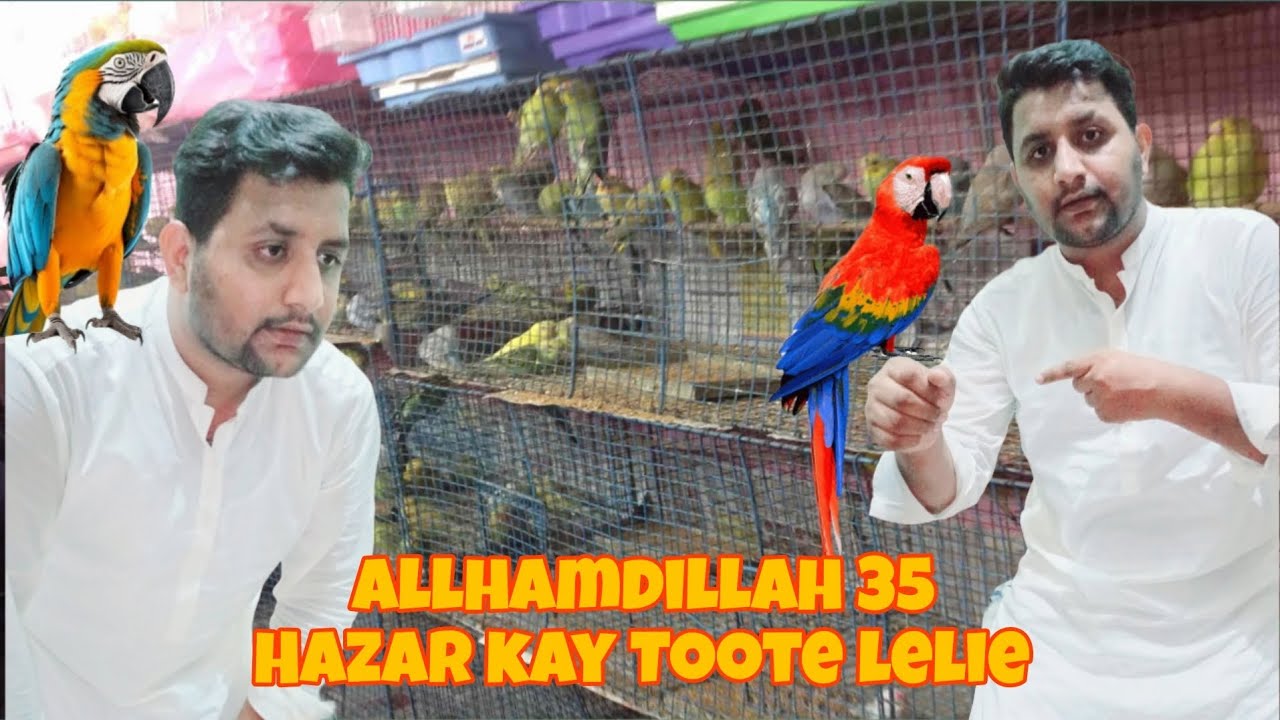 Allhamdillah 35 Hazar Ka Toote Leeya❤️ Master Cage Bana raha Hai 🤩 #pets #parrot