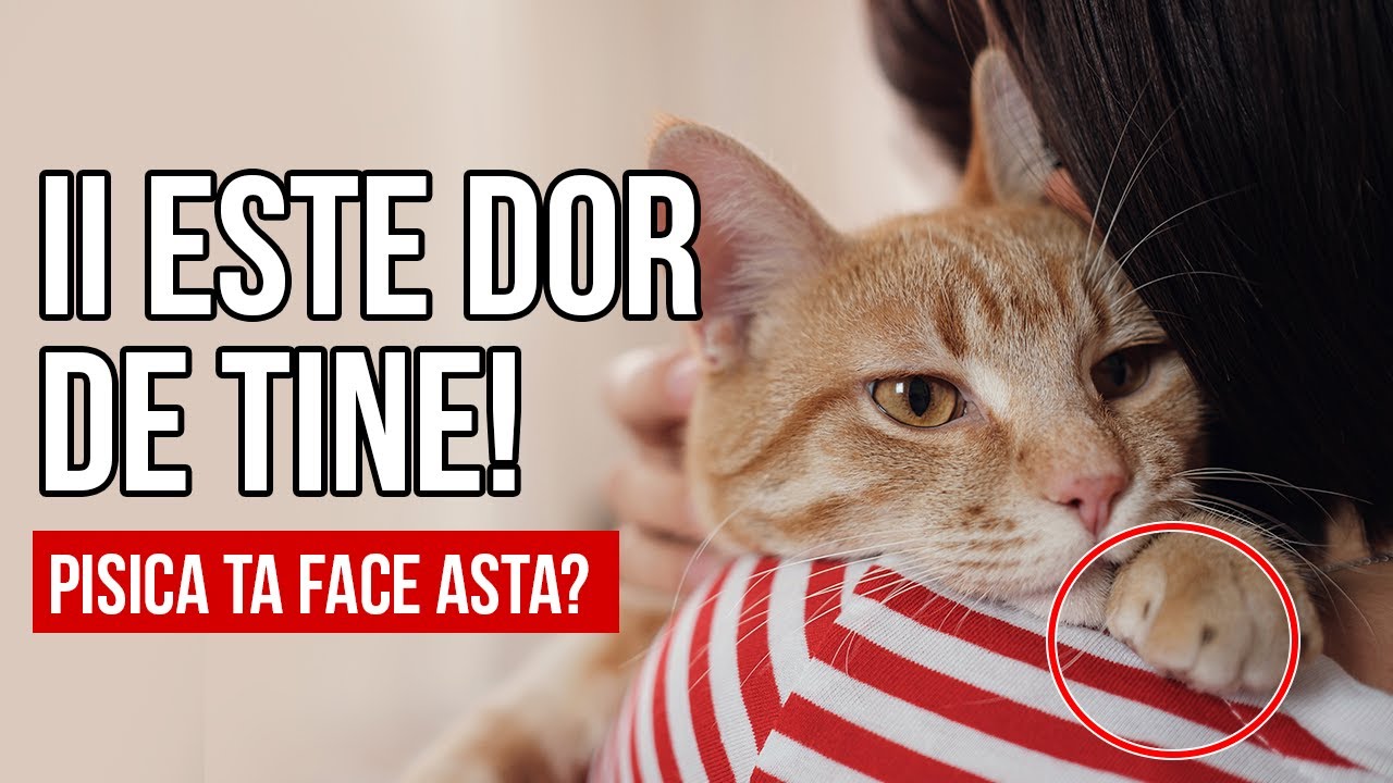 10 semne că pisica ta SIMTE DOR de tine