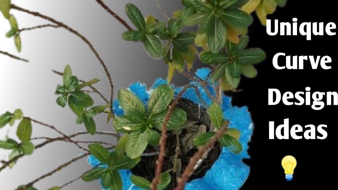 Unique Curve Design Ideas 💡