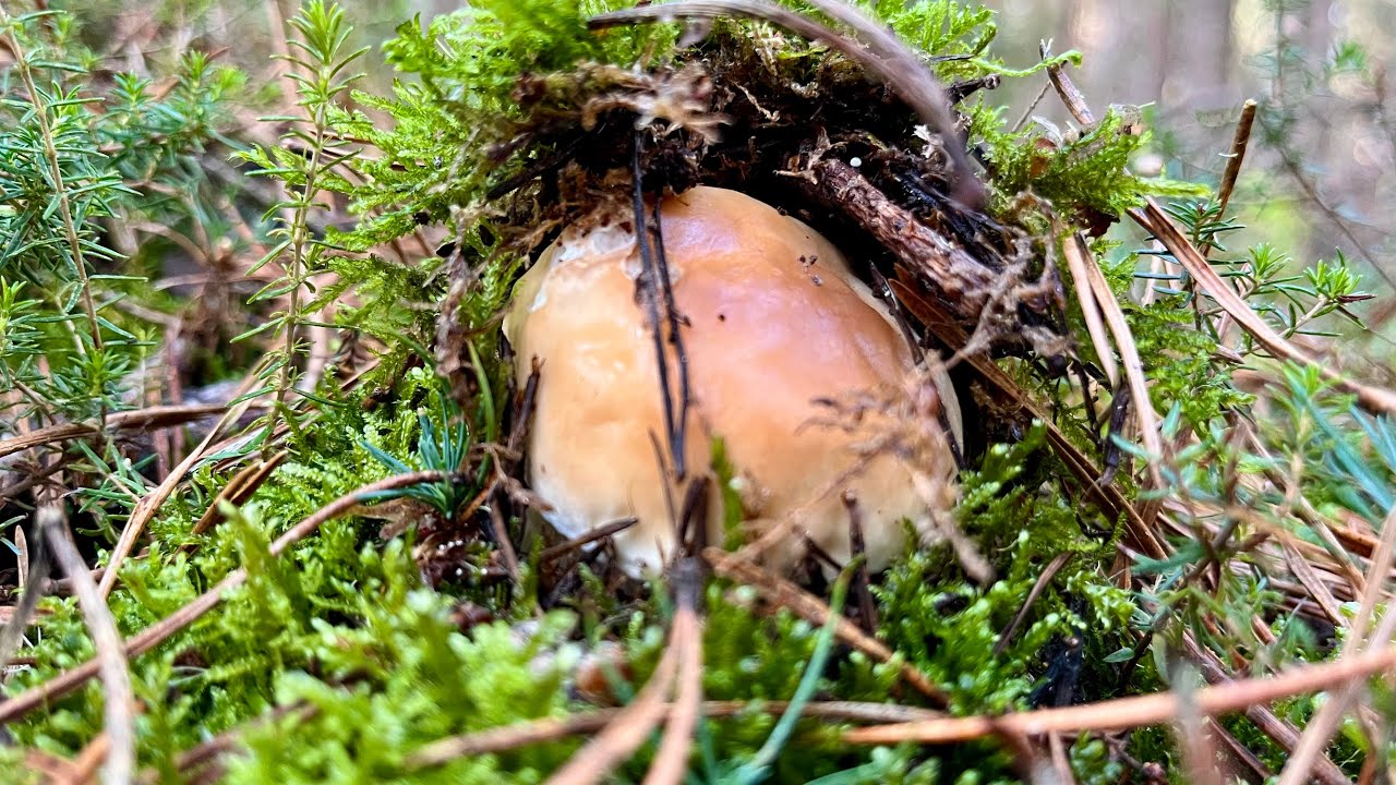 BOLETUS EDULIS en Burgos, a 2 de Noviembre 2024