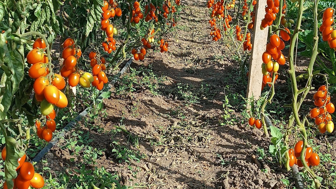 La tara in Sicilia -Gradina cu legume si livada
