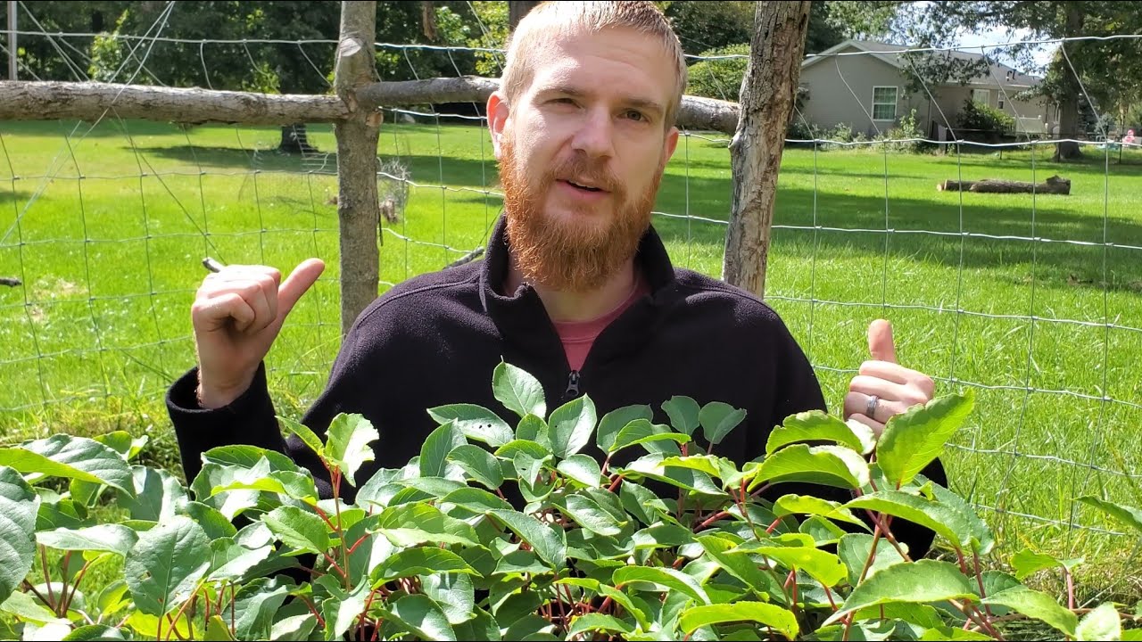 Planting Out Hardy Kiwi
