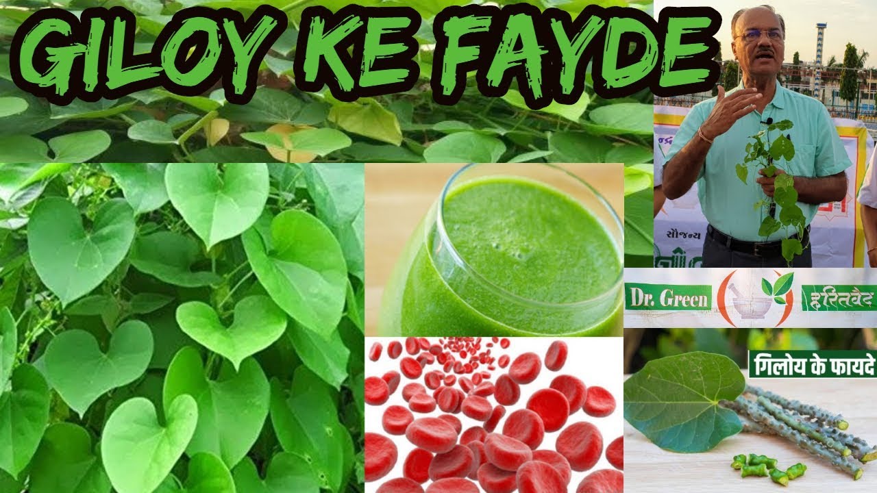 गिलोय  के फायदे Giloy(tinospora cordifolia)Gudachi in hindi(ગળો) DR HITESH JANI(Dr green Ayurvedic)